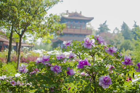 1525074095952604.jpg 450 (1).jpg